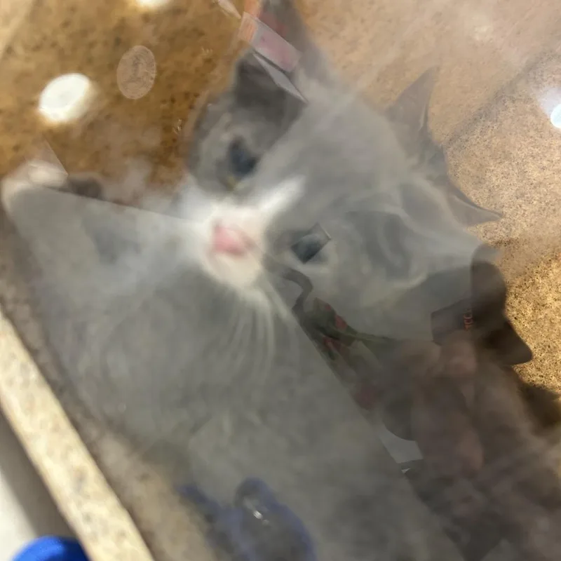 A baby small-sized male Gray / Blue / Silver Domestic Short Hair cat named Ellie for adoption in Philadelphia, PA