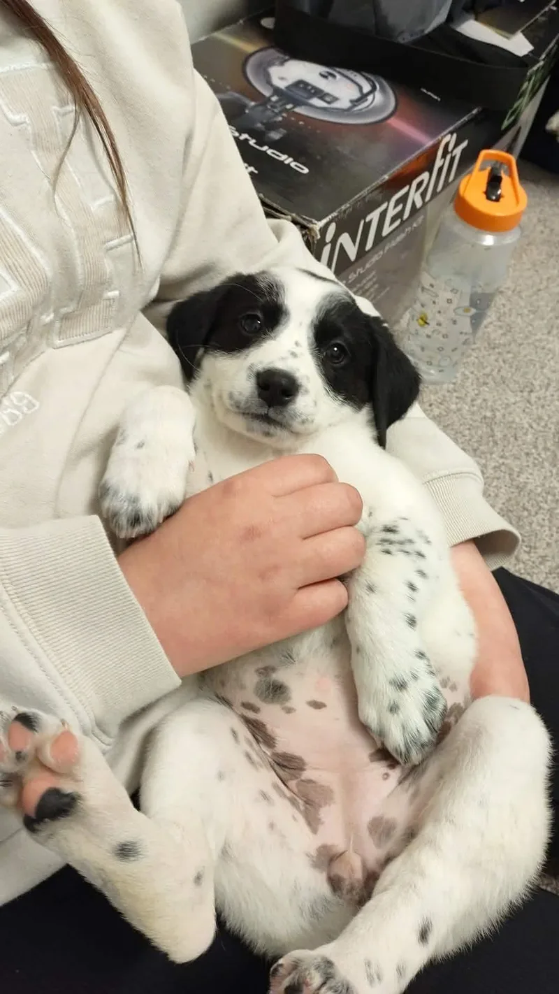 A baby large-sized female Black Labrador Retriever dog named Cookie Dough for adoption in Davisburg, MI