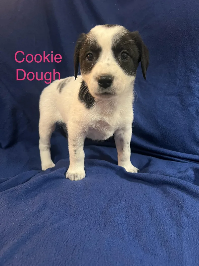 Cookie Dough thumbnail 2