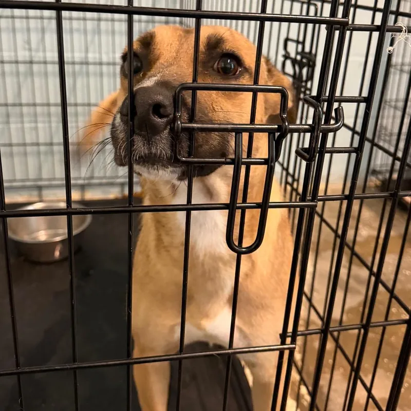 An adult medium-sized female Brown / Chocolate Shepherd dog named Della for adoption in LOXAHATCHEE, FL