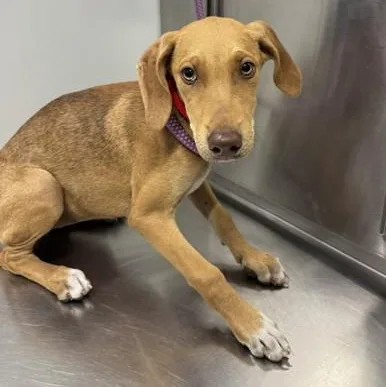 A young medium-sized female Yellow / Tan / Blond / Fawn Doberman Pinscher dog named Mileena for adoption in Converse, TX