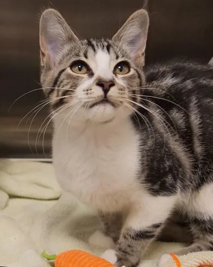 A baby small-sized female Domestic Short Hair cat named Diet Coke for adoption in Fishers, IN