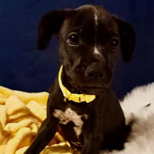 A baby medium-sized male Black Labrador Retriever dog named Finch for adoption in Normal, IL