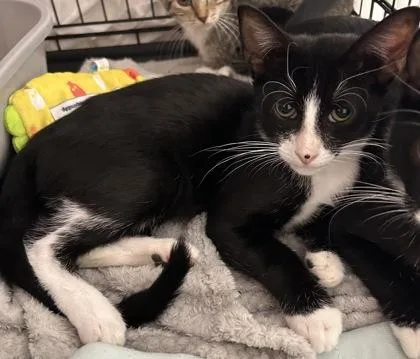 A young small-sized male Domestic Short Hair cat named Aero for adoption in Phoenix, AZ