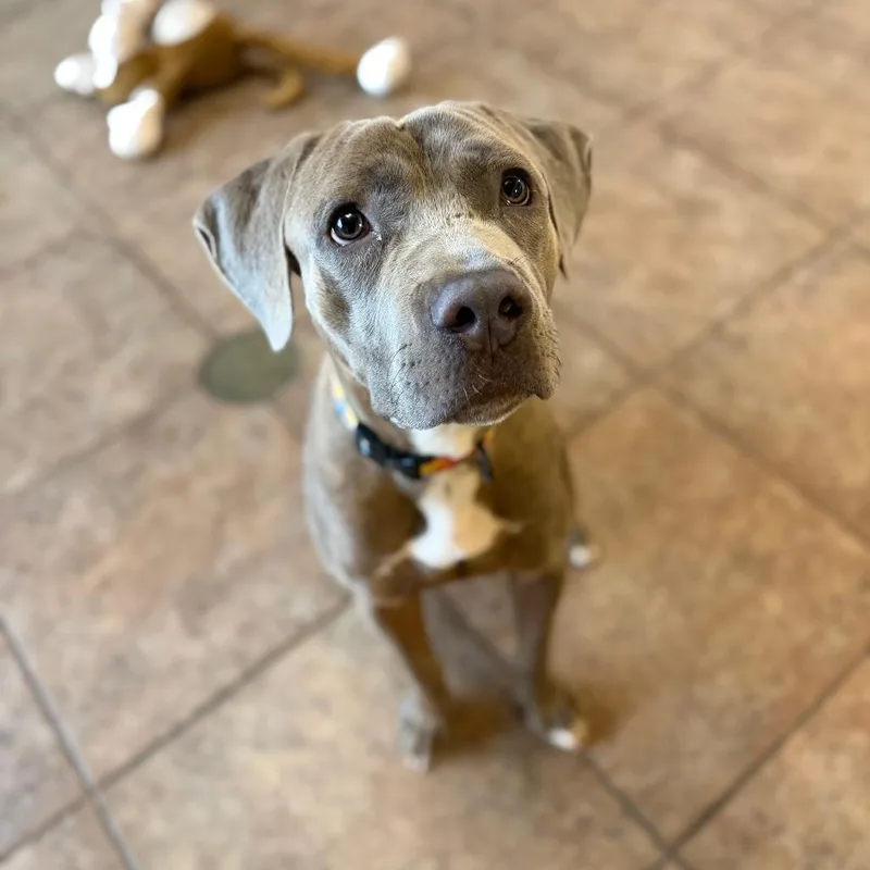 An adult large-sized male Gray / Blue / Silver Pit Bull Terrier dog named "Trout" for adoption in Perkiomenville, PA