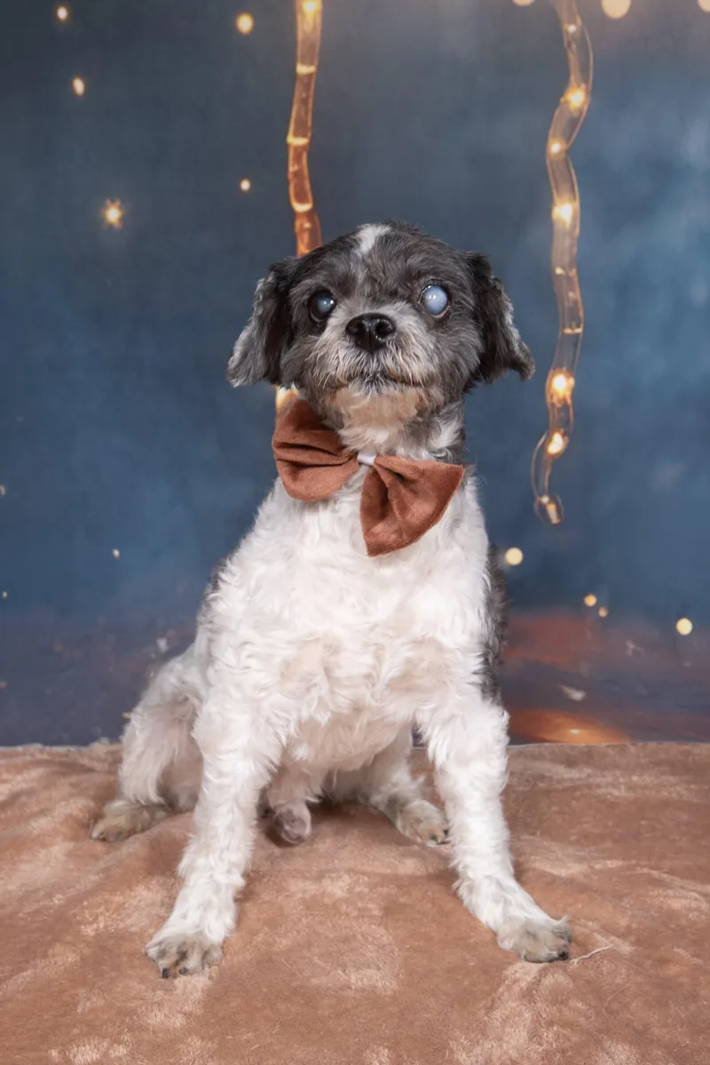A senior small-sized male Black Shih Tzu dog named Muppet for adoption in Cleveland, OH