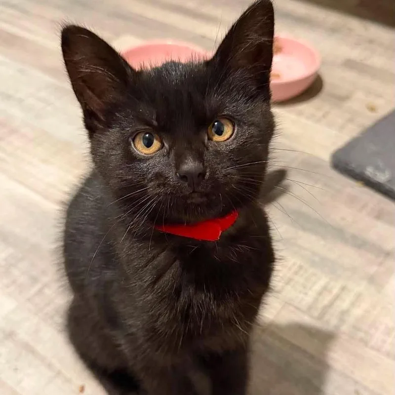 A baby small-sized female Black Domestic Short Hair cat named Chance for adoption in Plainfield, IL