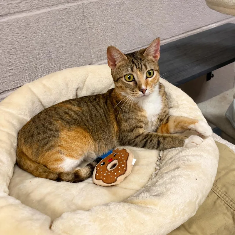 An adult small-sized female Orange / Red Domestic Short Hair cat named Emerald for adoption in Hopkinton, MA