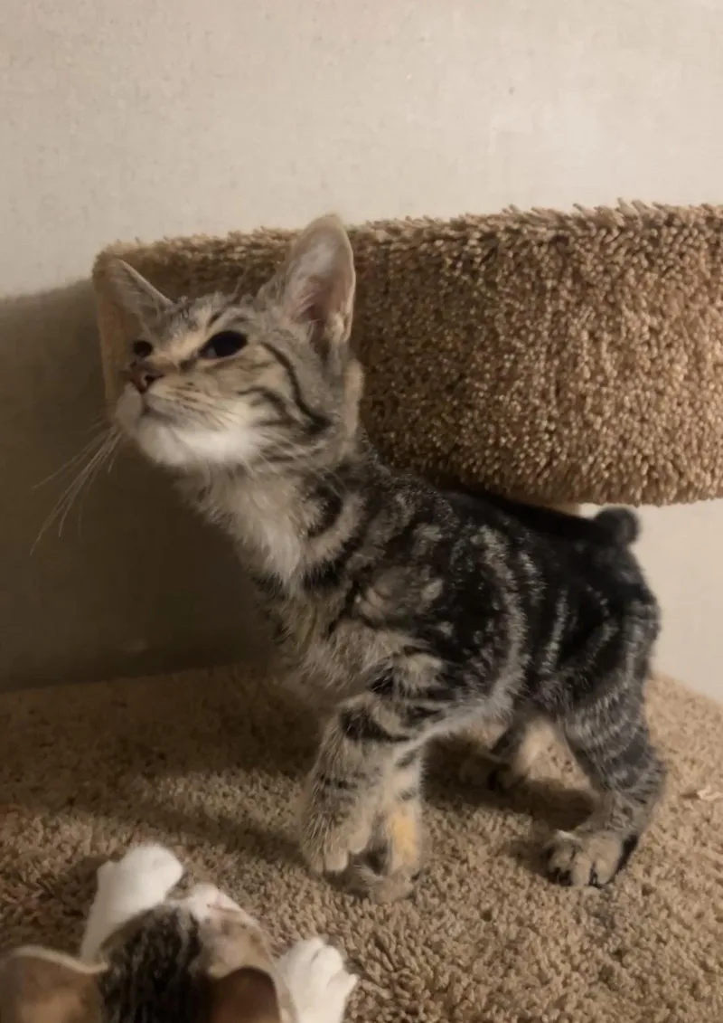A baby medium-sized female Domestic Short Hair cat named Velvet for adoption in Northfield, OH