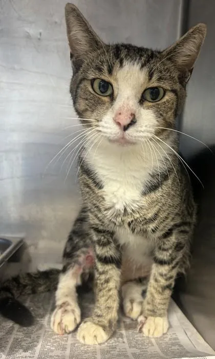 An adult large-sized male Domestic Short Hair cat named Langston for adoption in Chamblee, GA