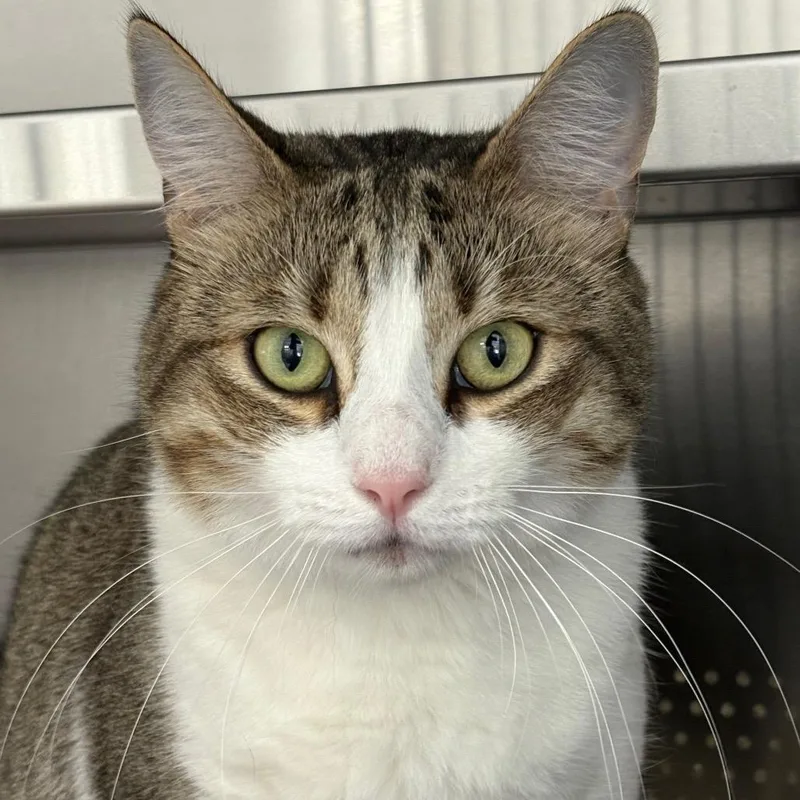 An adult large-sized female Brown / Chocolate Domestic Short Hair cat named Bogey for adoption in Sarasota, FL