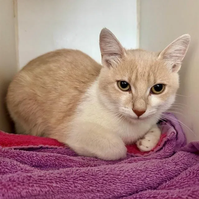 A young small-sized female Domestic Short Hair cat named Rain for adoption in Riverside, CA