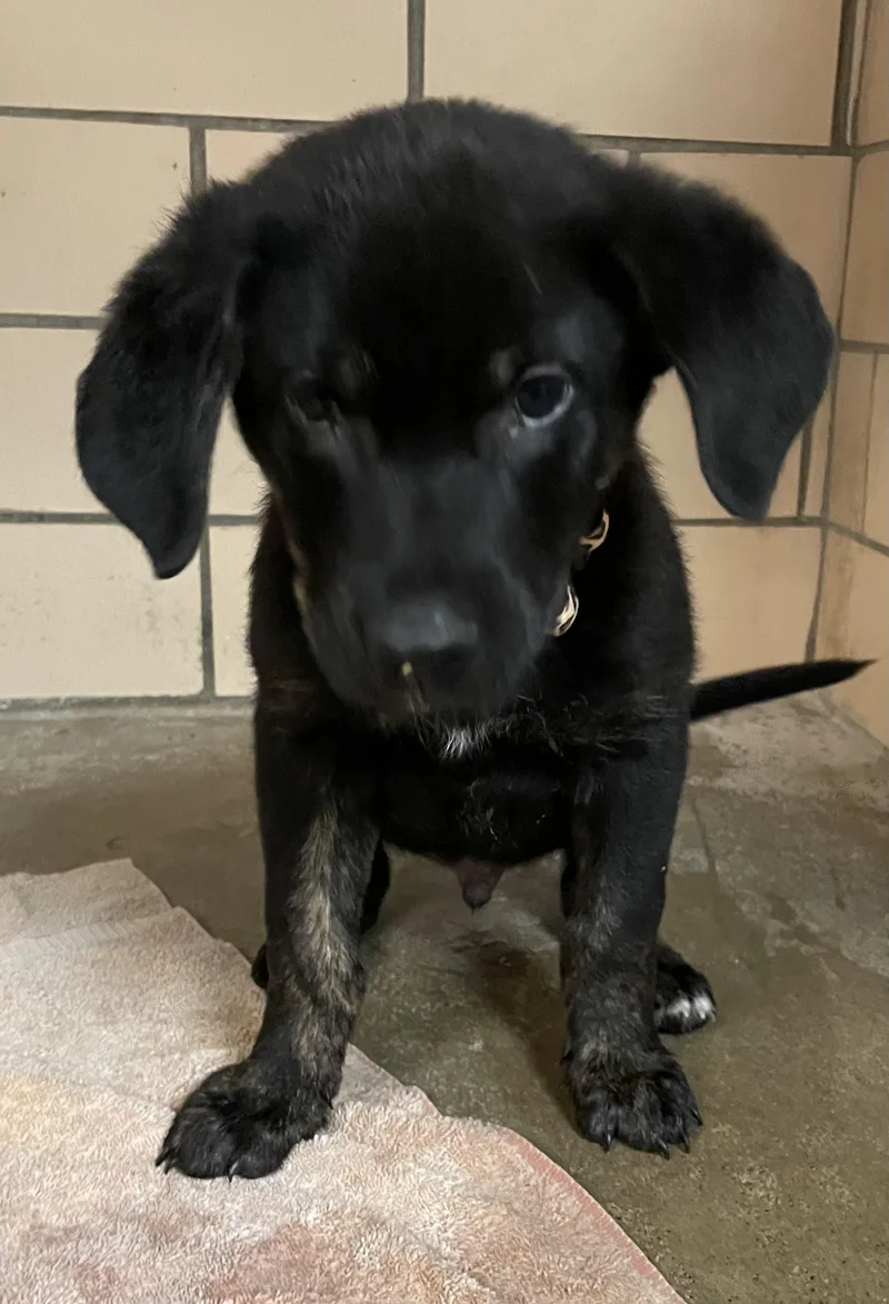 A baby medium-sized male Black Labrador Retriever dog named Chester HOLD for adoption in Canton, OH