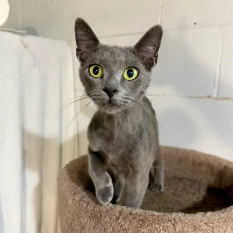 An adult medium-sized female Gray / Blue / Silver Domestic Short Hair cat named Serena for adoption in Cuyahoga Falls, OH