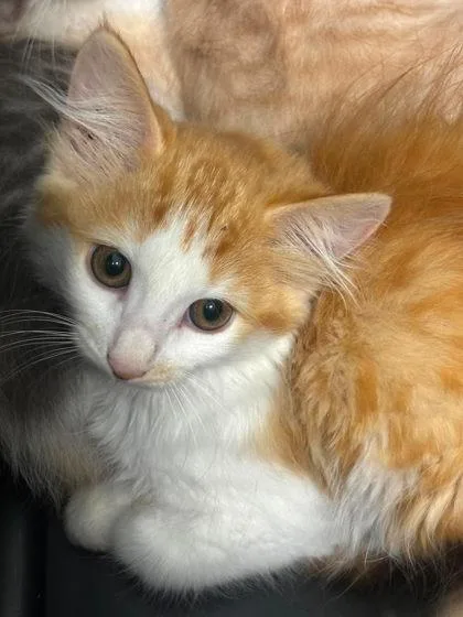 A baby small-sized female Orange & White Domestic Short Hair cat named Curry for adoption in Annapolis, MD