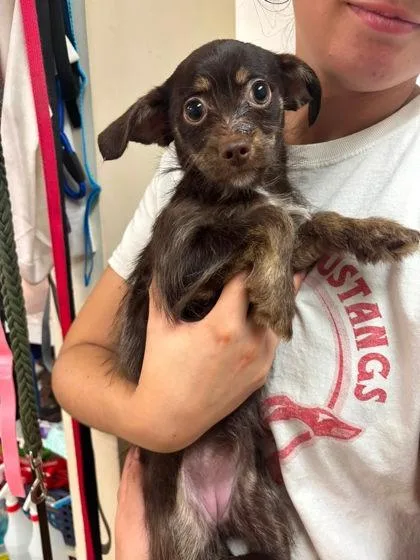 A baby small-sized female Chihuahua dog named Blossom for adoption in Hobart, IN