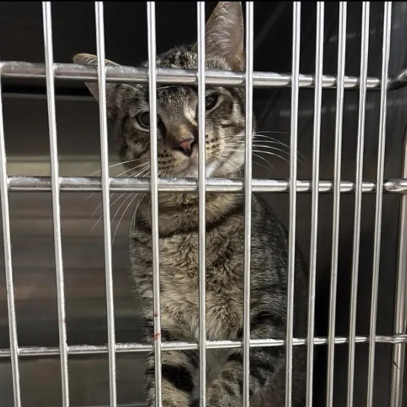 A young medium-sized male Brown / Chocolate Domestic Short Hair cat named Zyrtec for adoption in St. Paul, MN