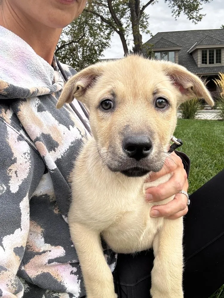 A baby medium-sized male Shepherd dog named Dicaprio for adoption in Thornton, CO