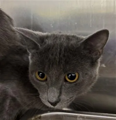 A young small-sized female Domestic Short Hair cat named Flora for adoption in Upper Marlboro, MD
