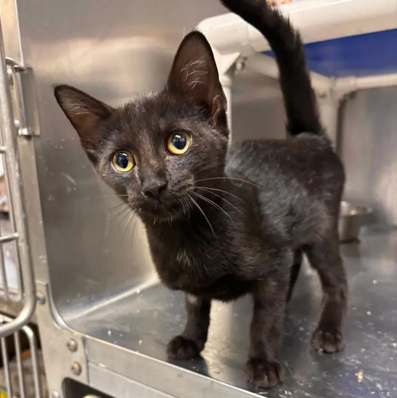 A young medium-sized female Domestic Short Hair cat named Polaris for adoption in Stillwater, OK