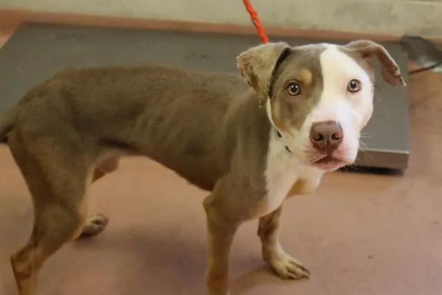A young medium-sized male Mixed Breed dog named Garner for adoption in Columbia, SC