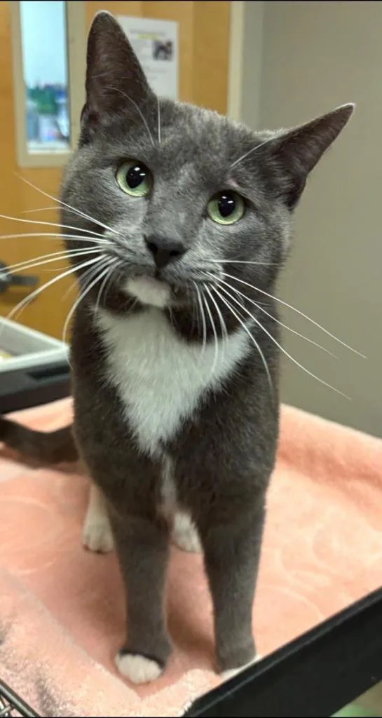 A young small-sized male Domestic Short Hair cat named Boot Bandit for adoption in Ocala, FL