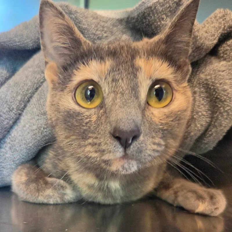 An adult medium-sized female Tortoiseshell Domestic Short Hair cat named Cindy for adoption in Asheville, NC