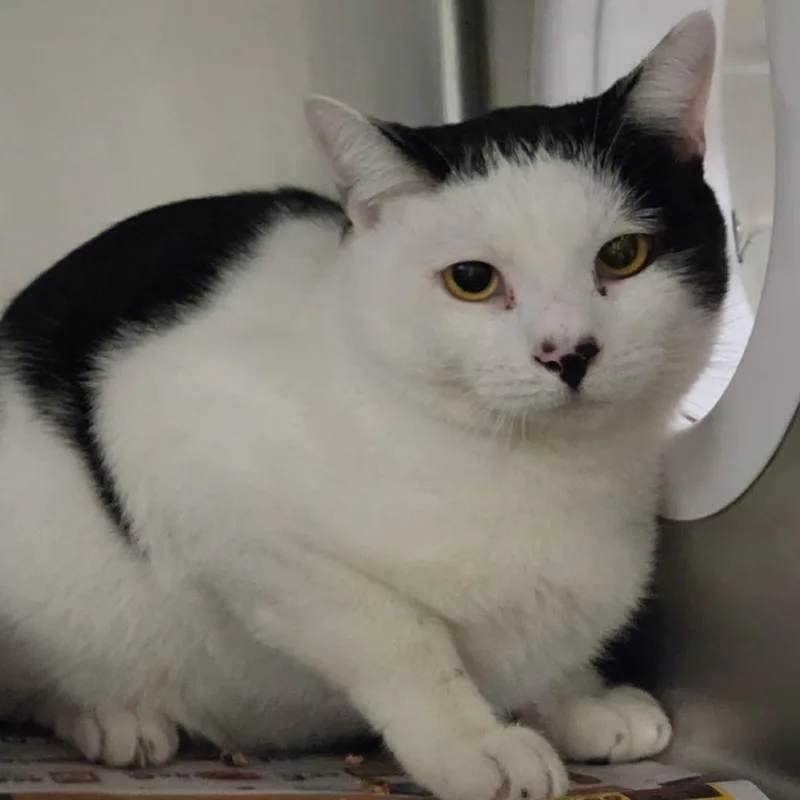 An adult medium-sized male Black Domestic Short Hair cat named Pingu for adoption in Kennebunk, ME