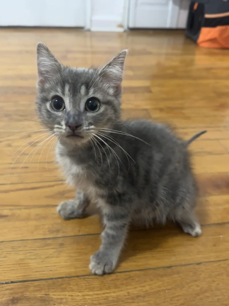 A baby small-sized male Tabby (Buff / Tan / Fawn) Domestic Short Hair cat named Kenzo for adoption in Long Island City, NY