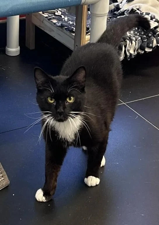 A young medium-sized male Black & White / Tuxedo Domestic Short Hair cat named Broom for adoption in North Haven, CT