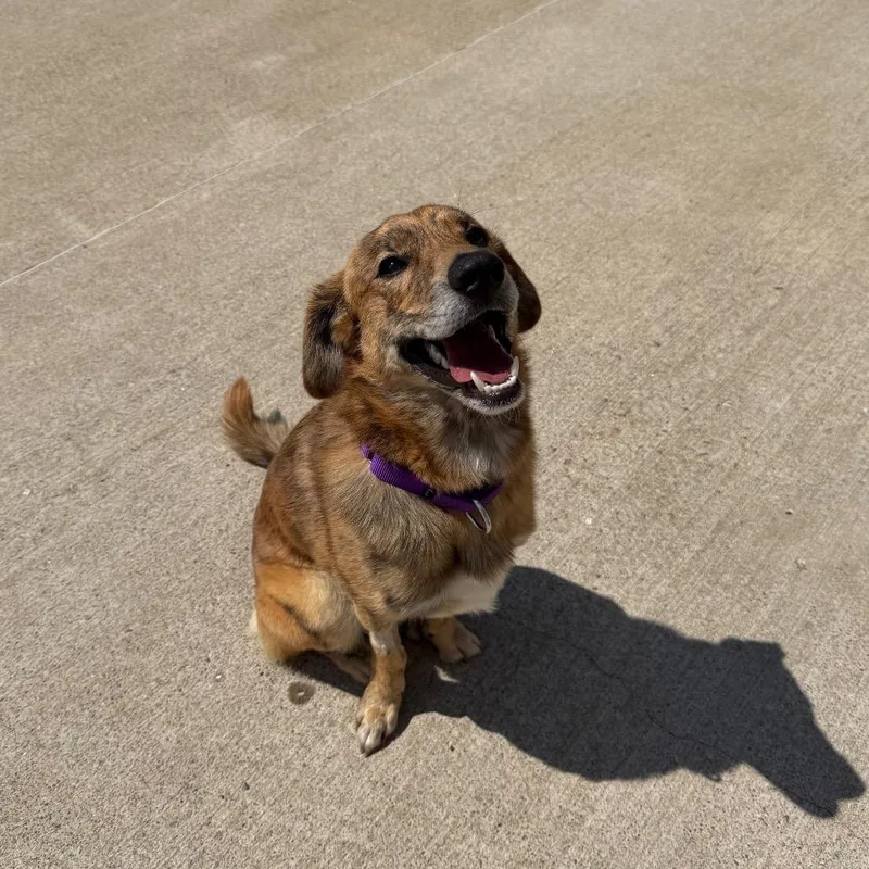 A young medium-sized male Brown / Chocolate Mixed Breed dog named River for adoption in Uniontown, PA
