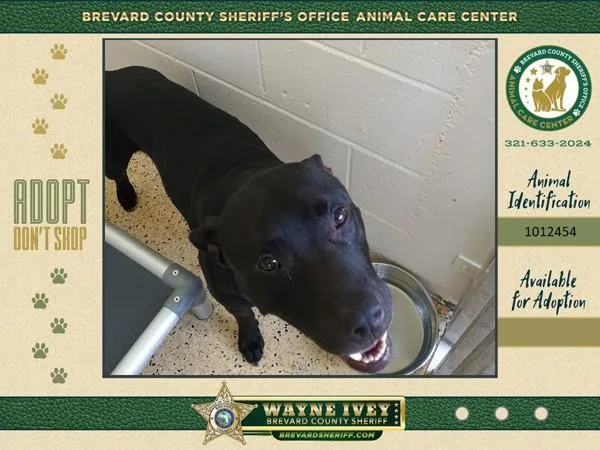 An adult large-sized male Mixed Breed dog named Sprocket for adoption in Melbourne, FL