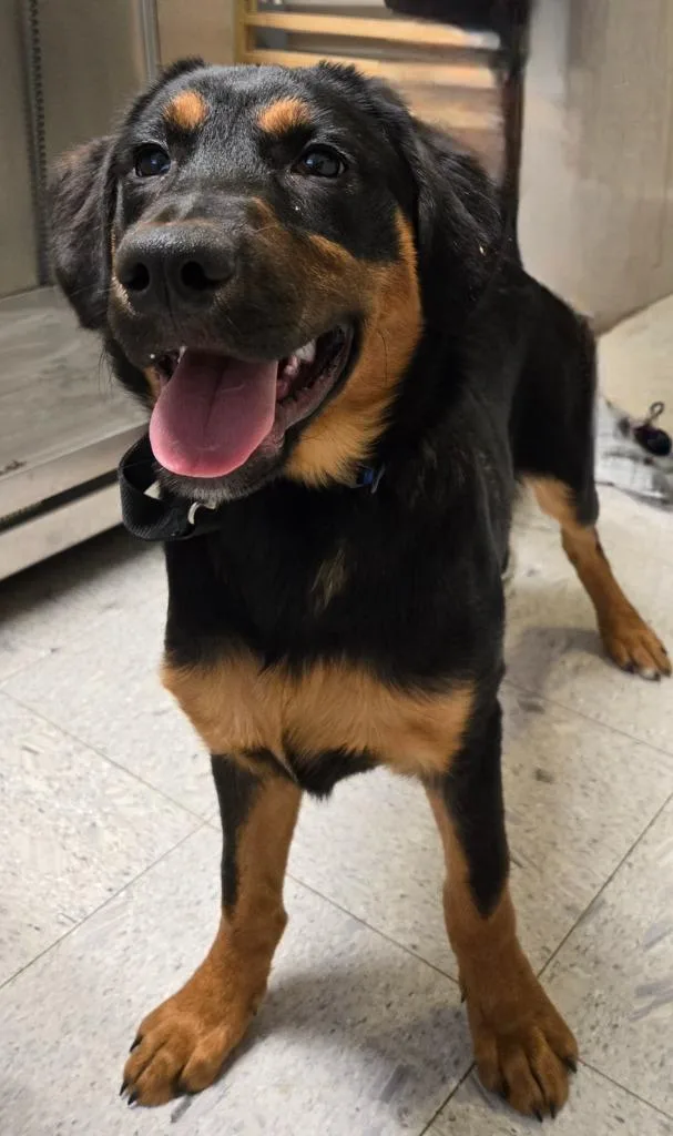 A baby medium-sized male Shepherd dog named Oscar for adoption in Sandusky, OH