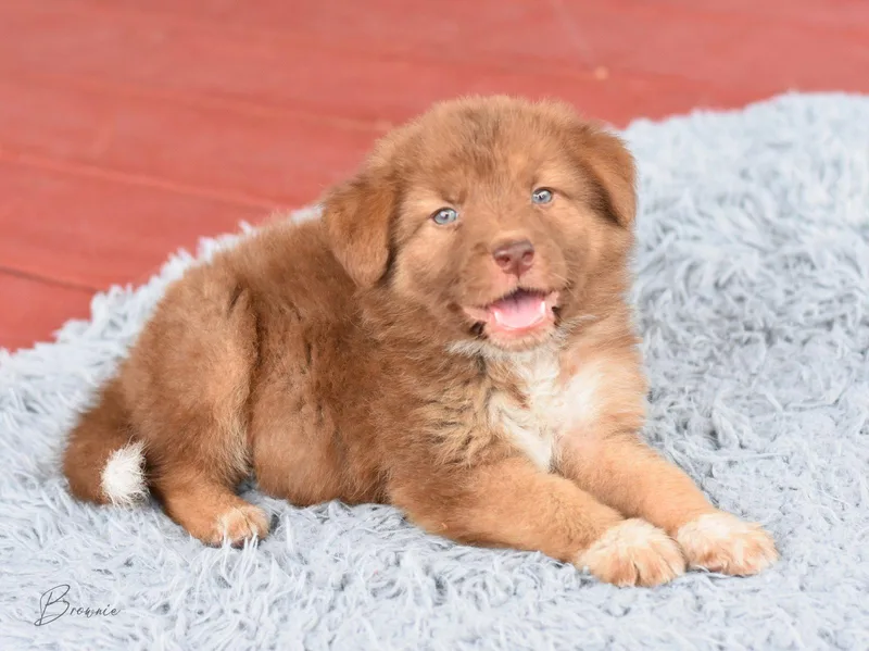 A baby medium-sized male Australian Shepherd dog named Stewart for adoption in Montgomery, TX