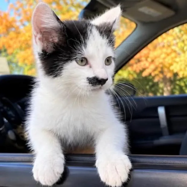 A baby small-sized male White Domestic Short Hair cat named Charlie for adoption in Mount Vernon, IN