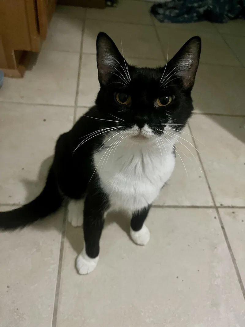 An adult medium-sized female Black & White / Tuxedo Domestic Short Hair cat named Marjorie Kbc for adoption in Dublin, OH