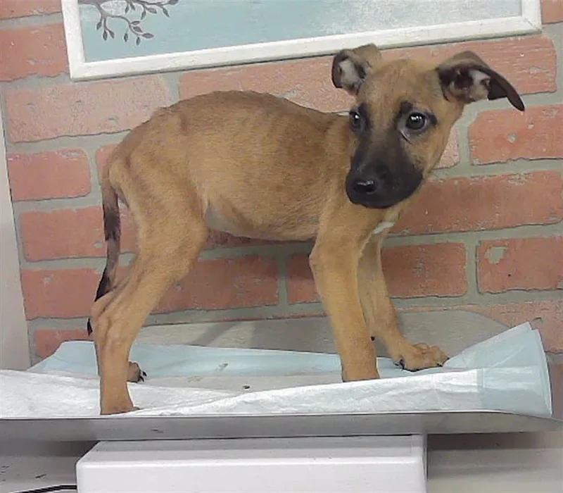 A baby small-sized female Staffordshire Bull Terrier dog named Kennedy for adoption in Houston, TX