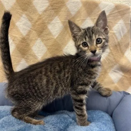 A baby small-sized female Brown / Chocolate Domestic Short Hair cat named Butter for adoption in Long Beach, CA