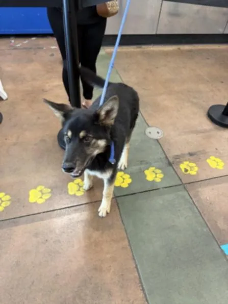 An adult medium-sized male German Shepherd Dog dog named Remmington for adoption in Van Nuys, CA