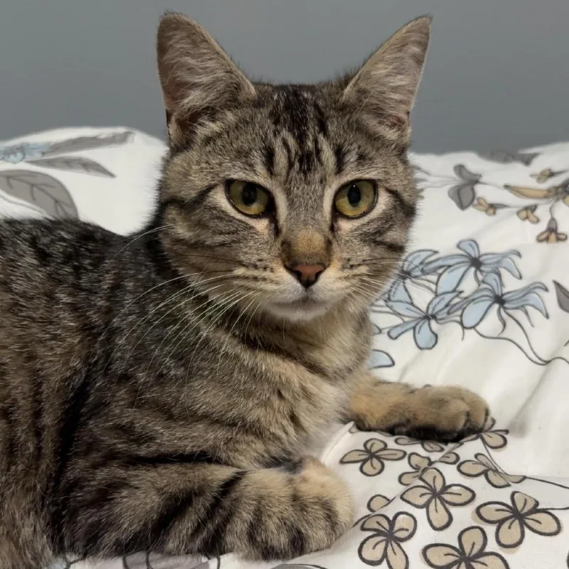 An adult medium-sized female Brown / Chocolate Domestic Short Hair cat named Betty C for adoption in Minnetonka, MN