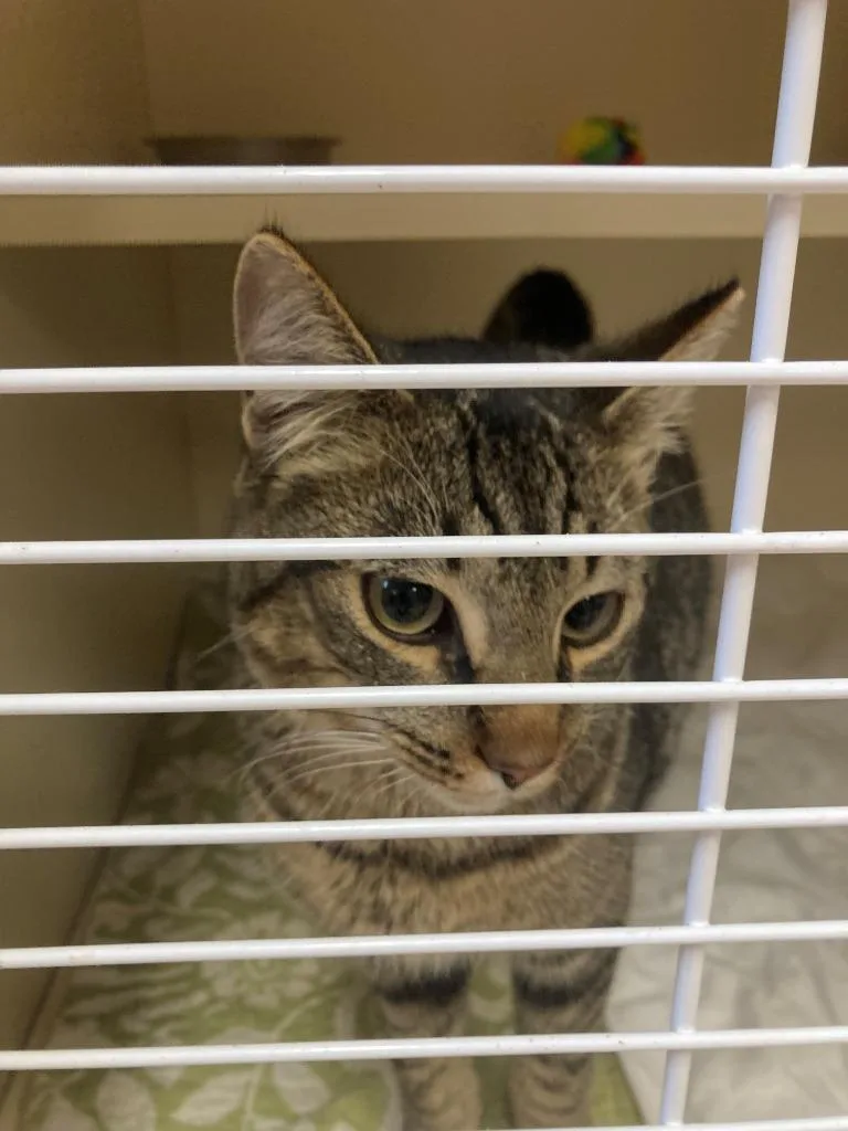 A young medium-sized male Domestic Short Hair cat named Edwin for adoption in Burnsville, NC