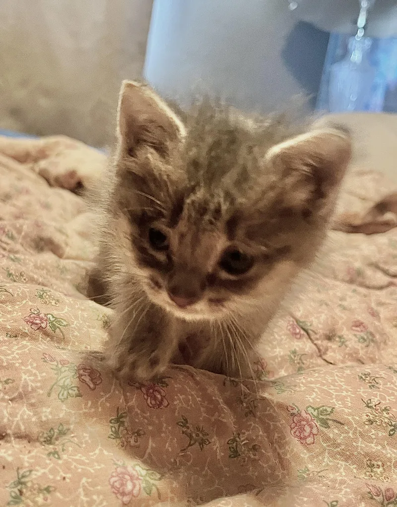 A baby small-sized female Sphynx / Hairless Cat cat named Stinky for adoption in Jerome, ID