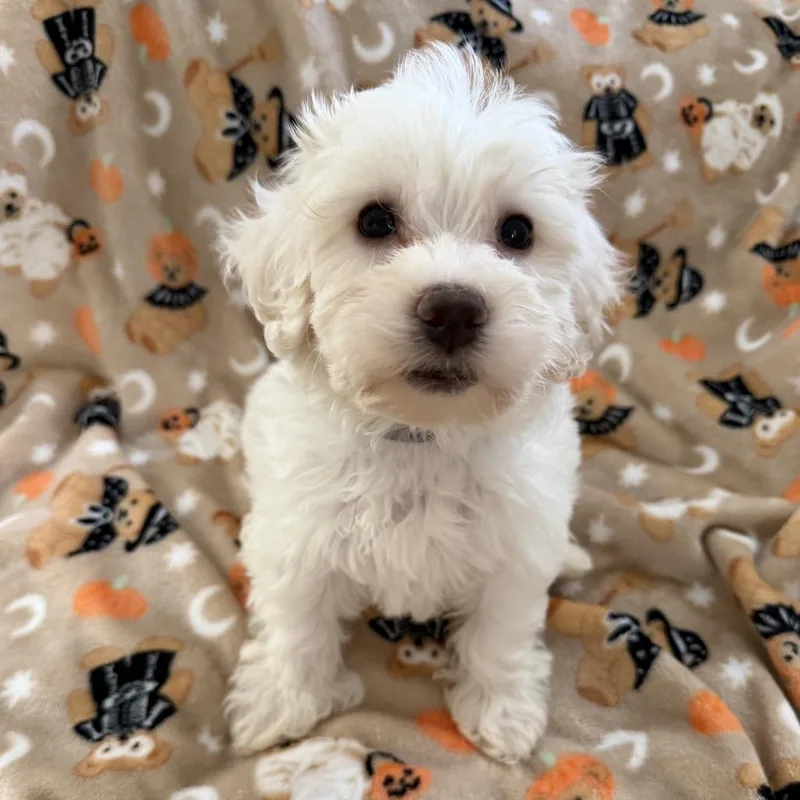 A baby small-sized male Poodle dog named Marshmellow for adoption in Las Vegas, NV
