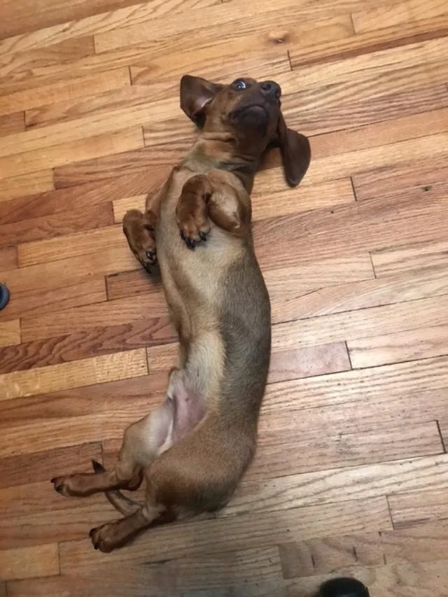 A baby medium-sized male Dachshund dog named Oso    for adoption in Los Angeles, CA