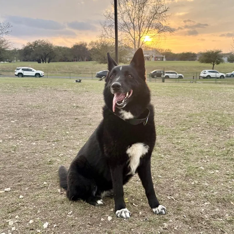A senior medium-sized female Black Australian Kelpie dog named Stella for adoption in Kyle, TX