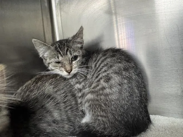 A baby small-sized female Domestic Short Hair cat named Penny for adoption in Salinas, CA