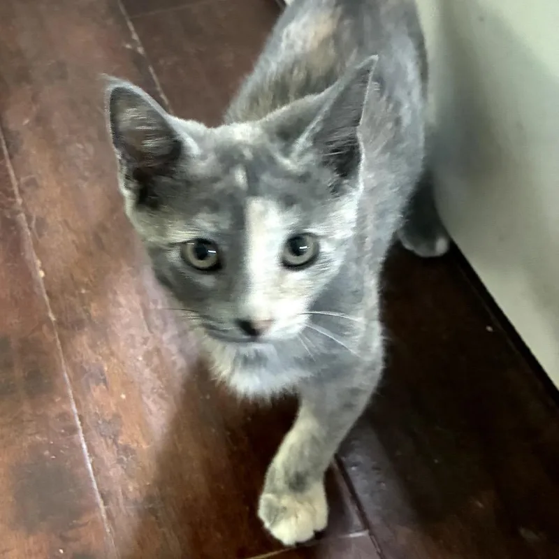 A baby small-sized female Torbie Domestic Short Hair cat named Gina for adoption in Houston, TX