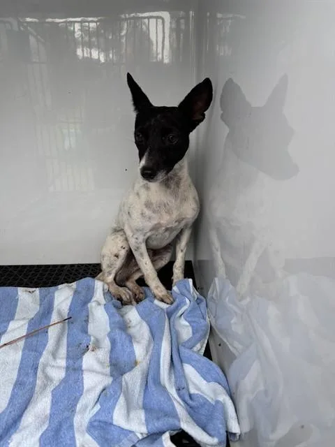 A young small-sized male Chihuahua dog named Pepper Jack for adoption in Naples, FL
