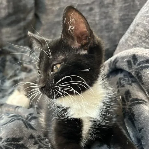 A baby small-sized female Black Domestic Short Hair cat named Wind for adoption in Cincinnati, OH