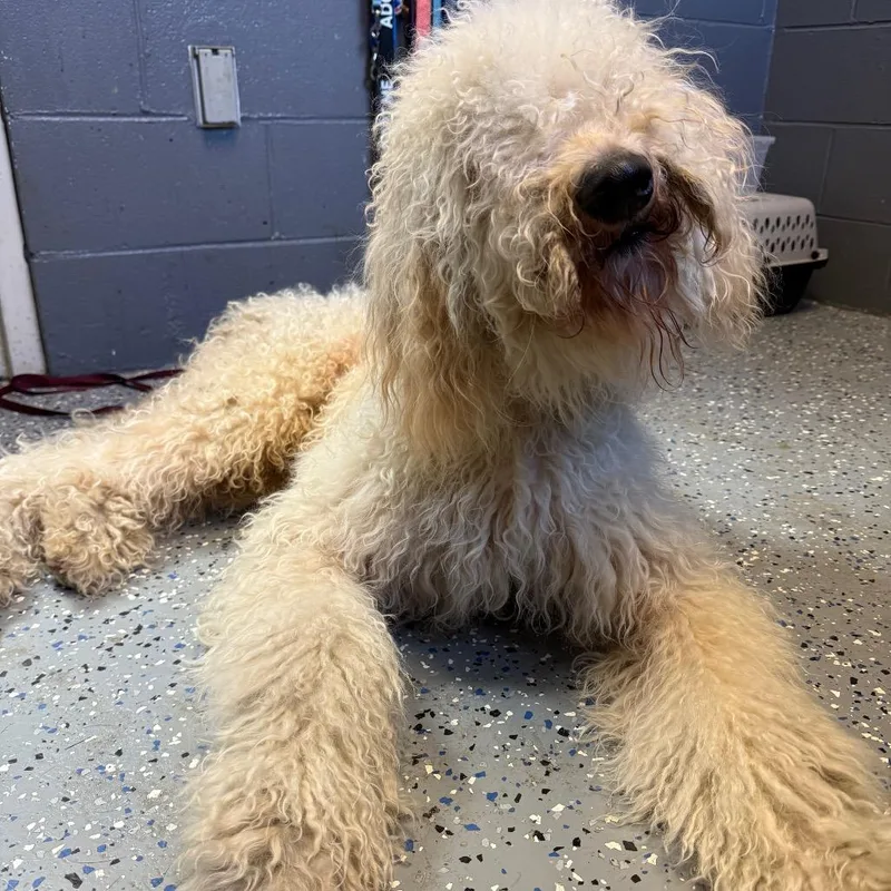 An adult medium-sized male White / Cream Poodle dog named TUSCStray for adoption in Tuscaloosa, AL